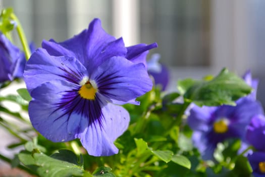 Pansy