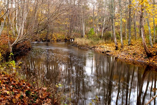 Forest river in autumn evening