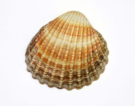 Exotic shell