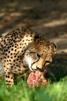 Fat Prey