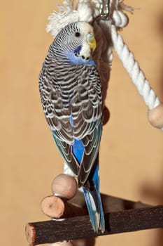 I like to swing here
