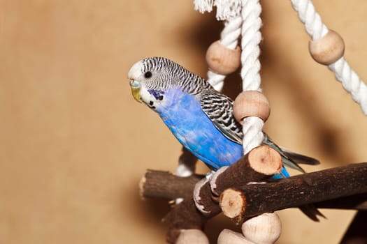 Also a nice swing