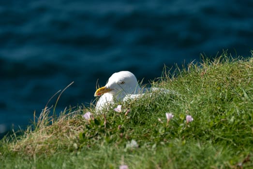 seagull hidden in the grass in port isaac in cornwall