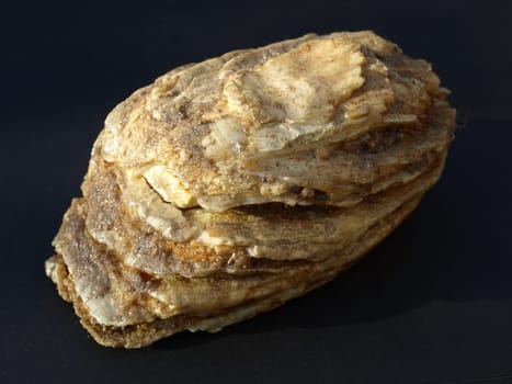 Mammoth Molar - Upper Pleistocene - Petrification