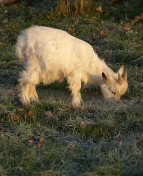 Little Goat
