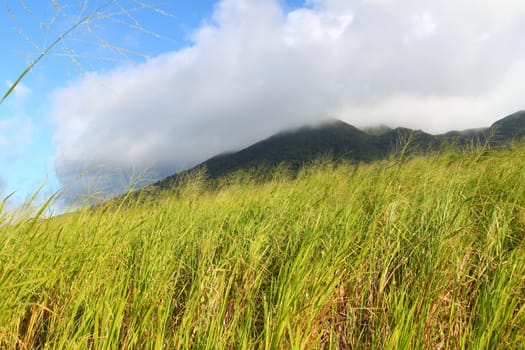 View of Mount Liamuiga from the sugar cane fields of Saint Kitts.