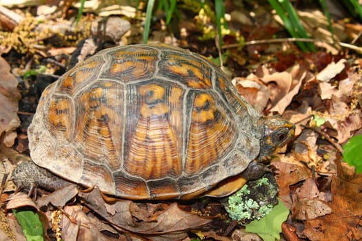 A Box Turtle (Terrapene carolina) at Monte Sano State Park - Alabama.