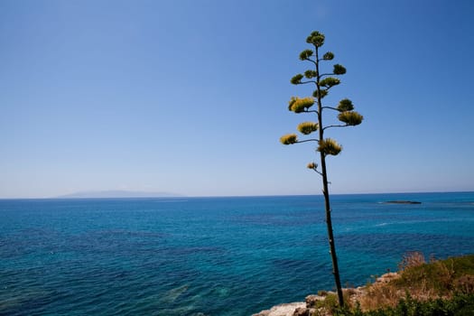 Lonely tree by the sea in Kefalonia, Greece