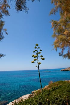 Lonely tree by the sea in Kefalonia, Greece