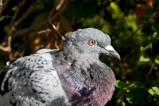 Carrier pigeon