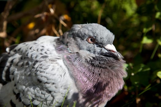 Carrier pigeon