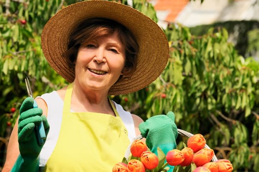 Senior woman pruning tulips in her garden