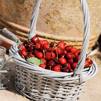 Some beautiful sweet cherry fruit in basket