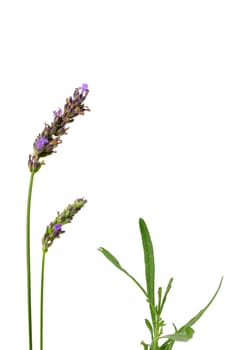 Lavender flowers with leaves,isolated