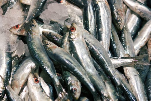 Fresh sardines, just caught for background