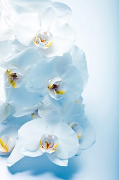 Blue orchid with copy space
