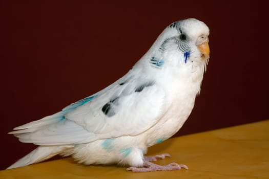Jacqueline in Pose