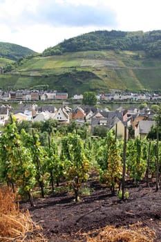 Vineyards in a romantic landscape - portrait format
