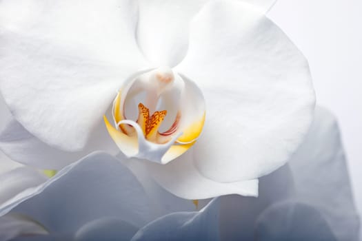 White orchid - close up of flower - horizontal