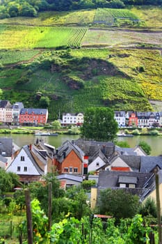 Viticulture on the Moselle - portrait format