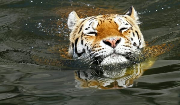Bathing fun