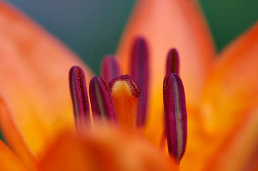 Detail - close-up - of the bloom of lily
