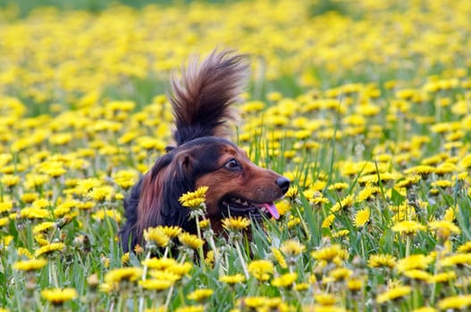 Shot of the dachshund on the dandelions meadow