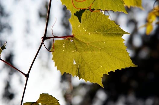 Abstract shot of the leaves of wine grape