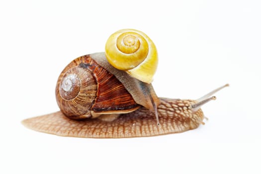 Shot of the big and small snail - cargo - truck