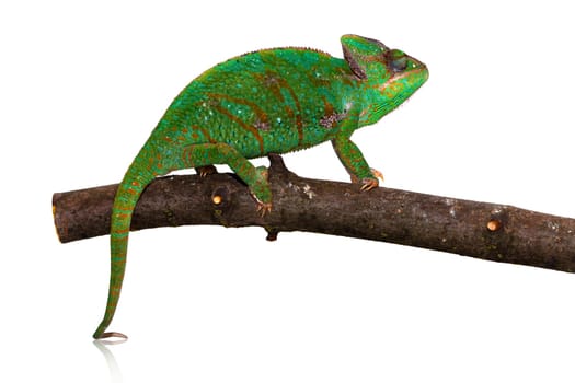 Chameleon