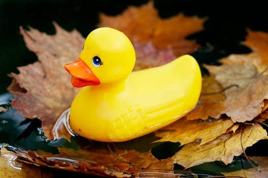 Detail of the yellow plastic duck on the water