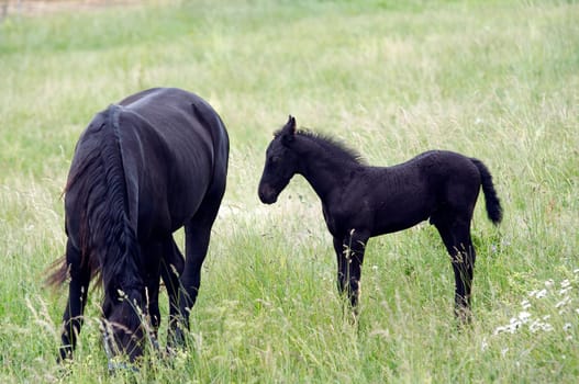 Shot of the mare with colt on horse lot