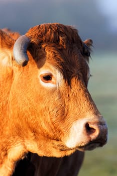 head shot of cow in morning light