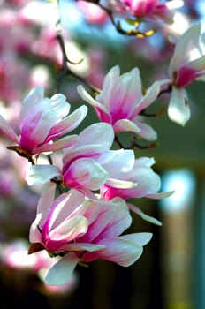 Fully bloomed cherry blossoms flower against a bright blue sky