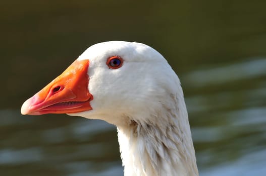 An whote domestic goose waiting to enter the water