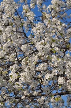 Cherry blossoms at the arrival of the spring season