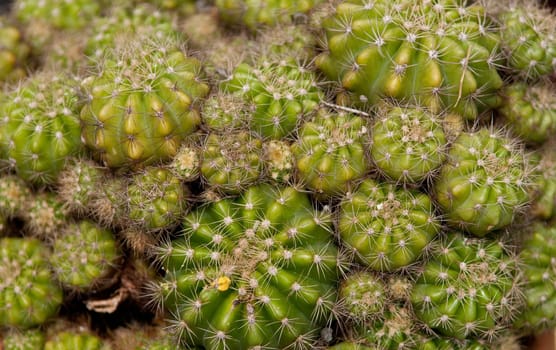 cloe detailed shot of cactus plant background