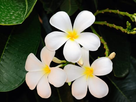 White Frangipani flower at full bloom during summer