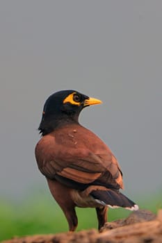 A beautiful Mynah bird on  a bright sunny summer day