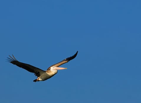 Pelican caught in flight early morning