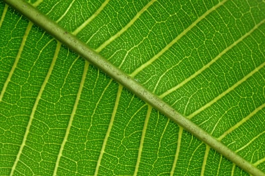 MAcro shot of a leaf showing viens