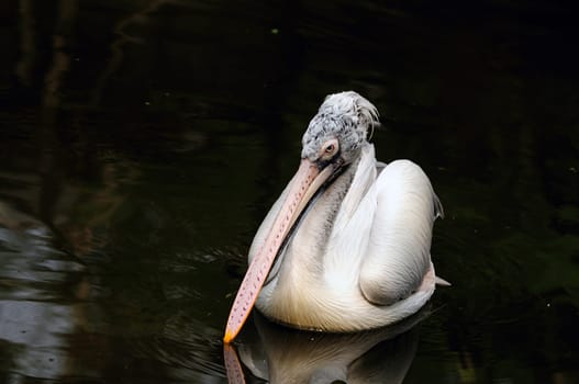 Closeup shot of spot billed pelican at a local park