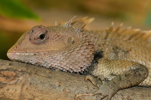 A garden lizard taking a sun bath