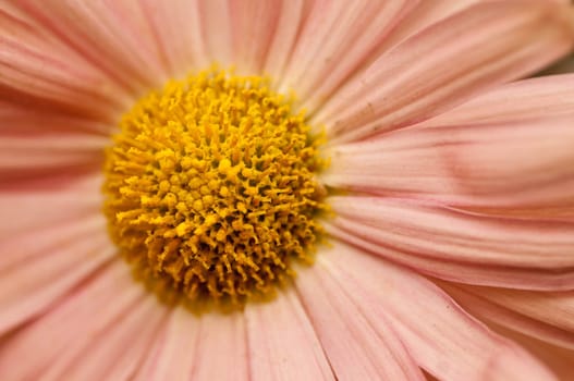 isolated shot of  Pink Helichrysum Paper daisy Strawflower flower