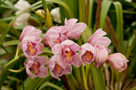 Dendrobium nobile   or Fox bush orchid in full bloom
