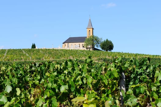 vineyards and churchin french country in summer