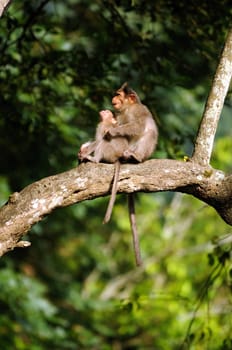 A mother and child Bonnet Macaue sitting on a tree