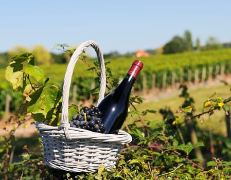 Bottle of red wine and grapes in basket