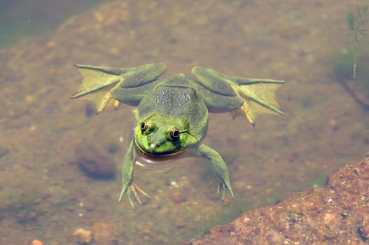 Green frog floating in the water