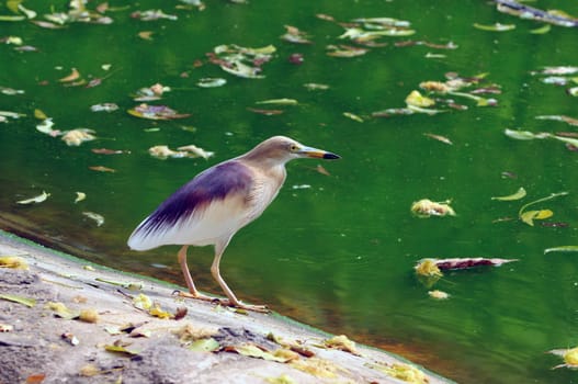A young Indian pond heron ready to catch its prey